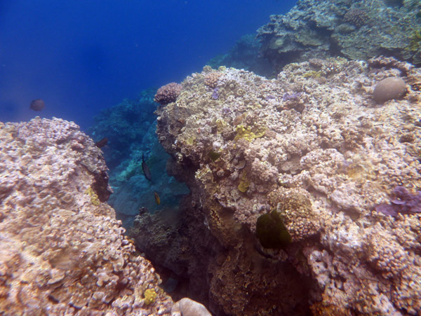 Snorkelling Vanuatu - Tanna Evergreen Resort
