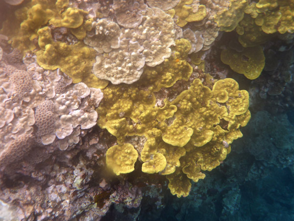 Snorkelling Vanuatu - Tanna Evergreen Resort