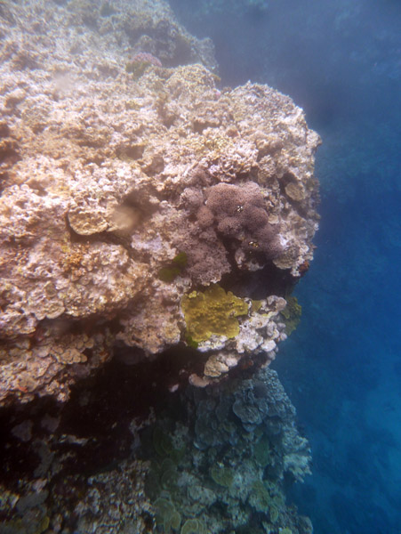 Snorkelling Tanna