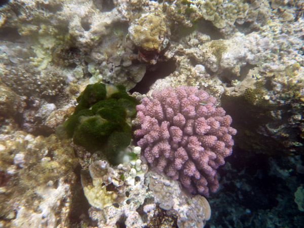 Snorkelling Vanuatu - Tanna Evergreen Resort