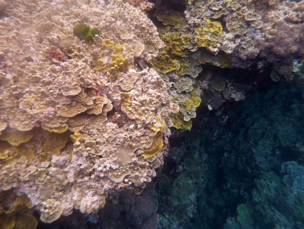 Snorkelling Vanuatu - Tanna Evergreen Resort
