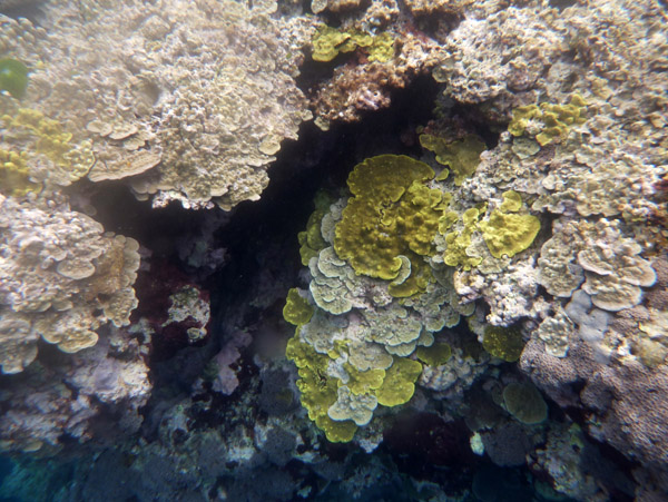 Snorkelling Vanuatu - Tanna Evergreen Resort
