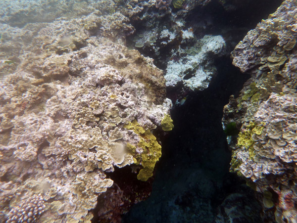 Snorkelling Vanuatu - Tanna Evergreen Resort