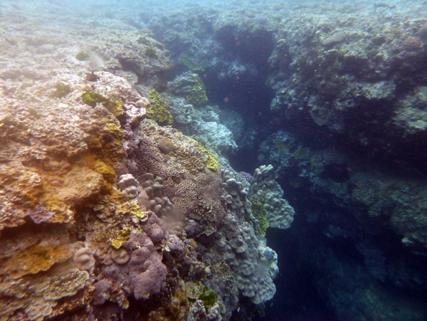 Snorkelling Vanuatu - Tanna Evergreen Resort