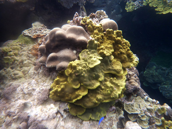 Snorkelling Vanuatu - Tanna Evergreen Resort