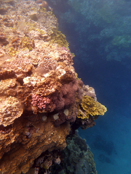 Snorkelling Tanna, Vanuatu