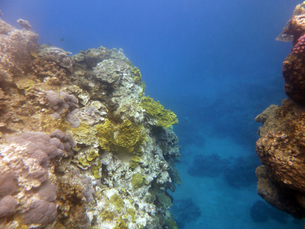 Snorkelling Vanuatu - Tanna Evergreen Resort