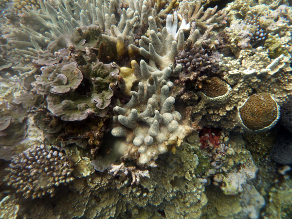 Coral - Tanna, Vanuatu