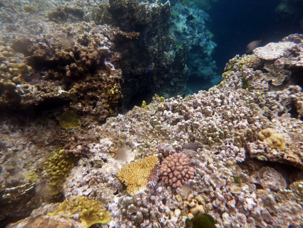 Snorkelling Vanuatu - Tanna Evergreen Resort
