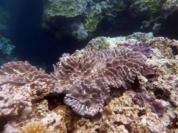 Coral - Tanna, Vanautu