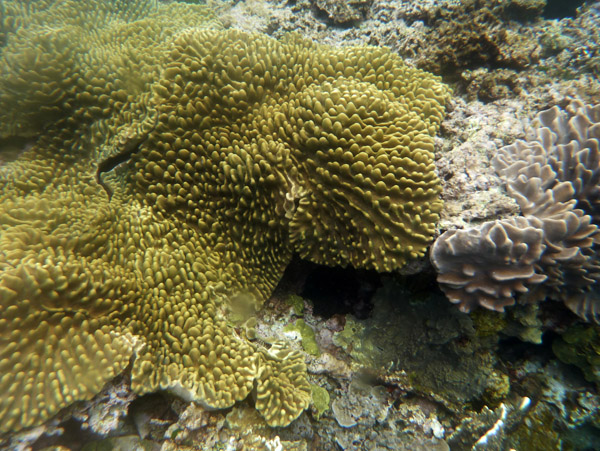 Coral - Tanna, Vanuatu