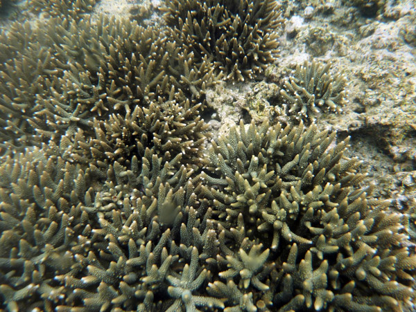 Coral - Tanna, Vanuatu