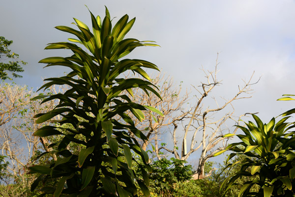 Vegetation on Tanna