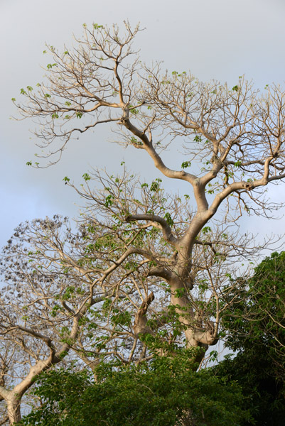 Tropical tree on Tanna