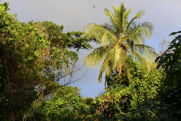 Coconut palm and jungle vines
