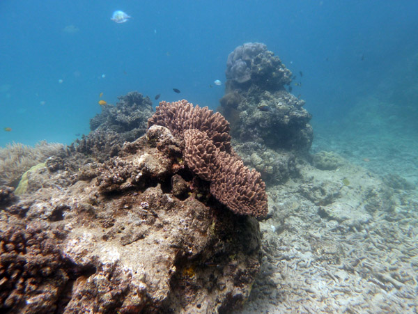 Coral formations near the Coolidge