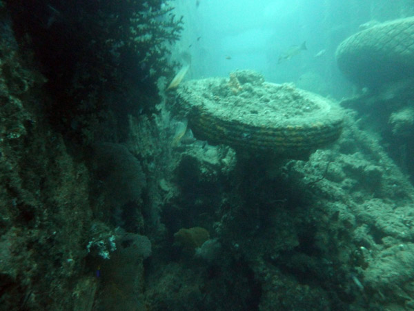 Tire emerging from 70 years of sediment and growth