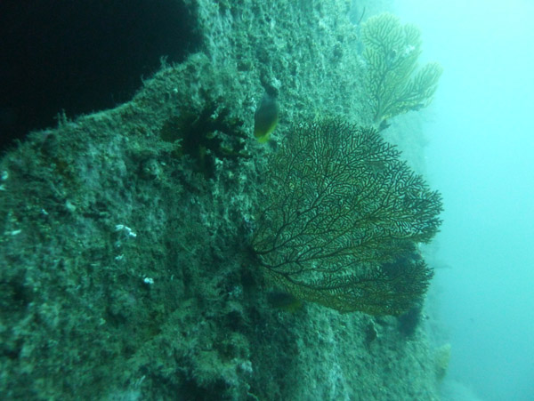 Fan corals on the side of the wreck