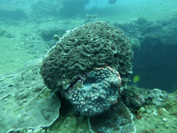Coral on the wreck of the S.S. President Coolidge