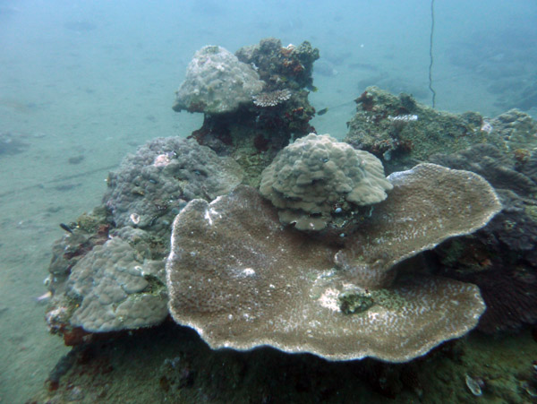Coral on the wreck of the S.S. President Coolidge