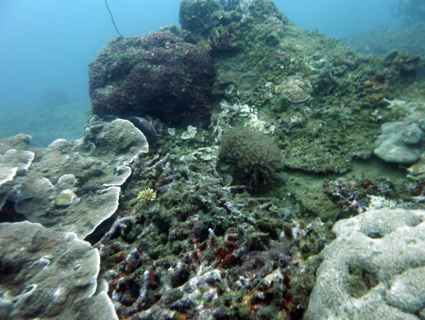 The top of the wreck 