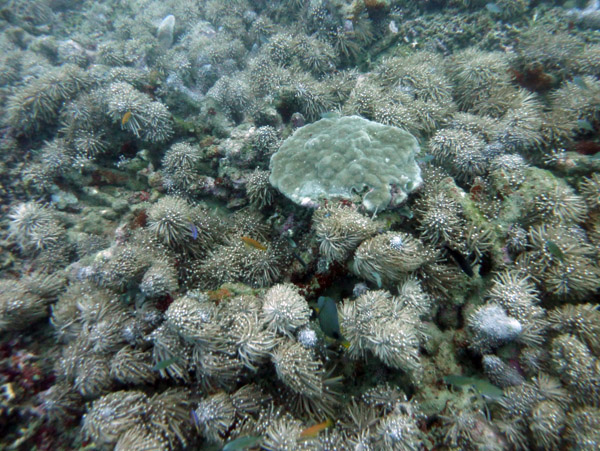 Soft corals growing on the wreck of the Coolidge