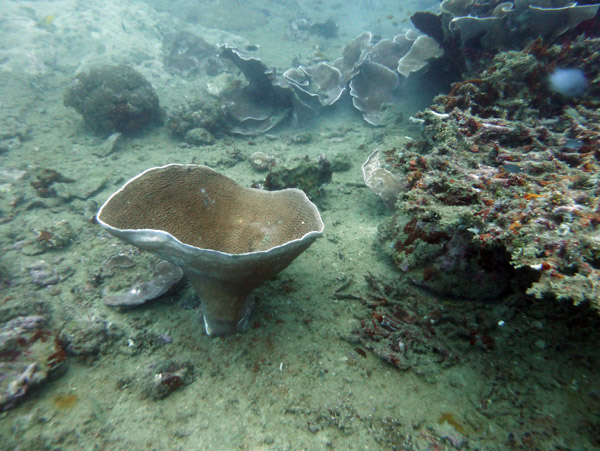 Wreck of the President Coolidge