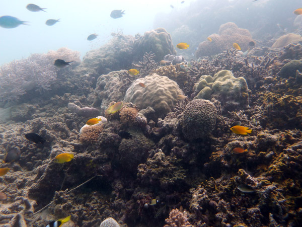 Coral garden in the shallow water near the wreck of the Coolidge