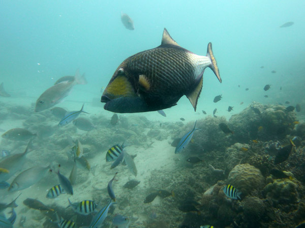 Titan Triggerfish - Santo, Vanuatu