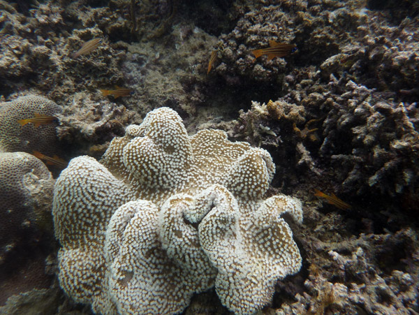Coral - Santo, Vanuatu