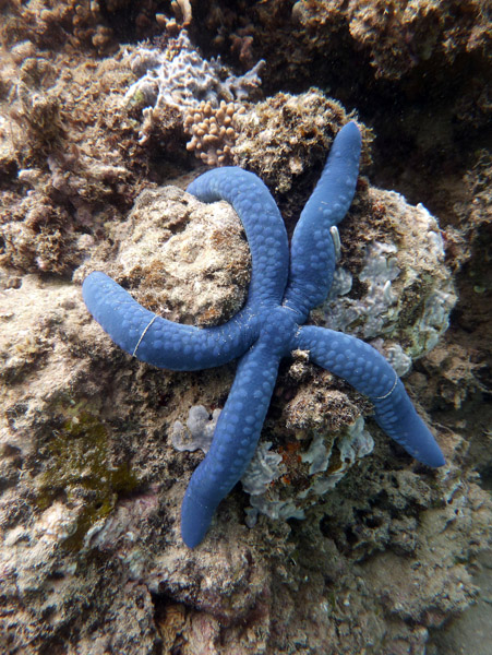 Sea Star - Santo, Vanuatu