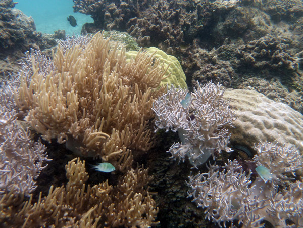 Coral near the wreck of the Coolidge - Santo, Vanuatu