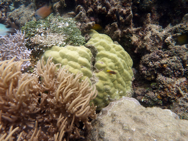 Coral in the shallows near the President Coolidge