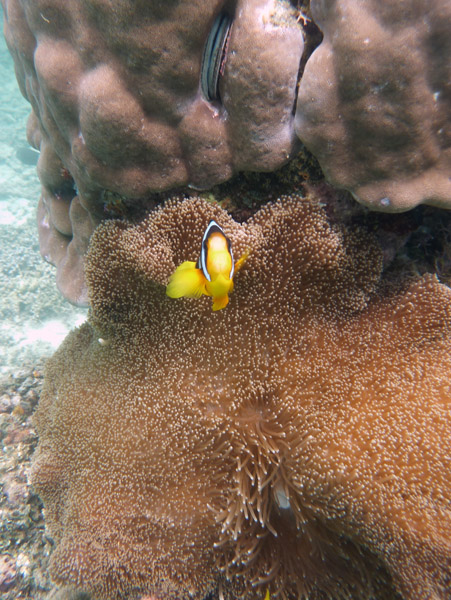 Clownfish - Santo, Vanuatu