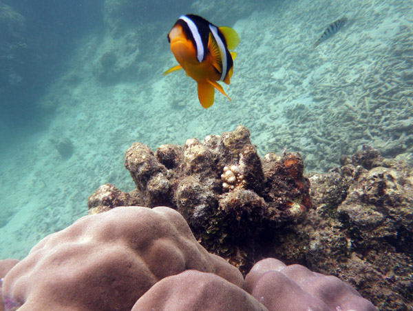Clownfish - Santo, Vanuatu