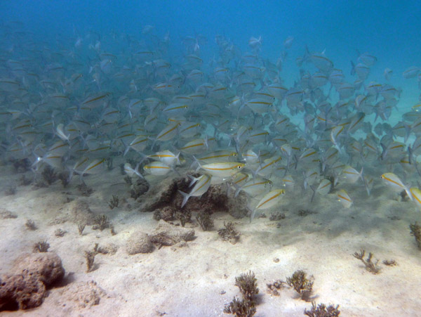 A school of fish at Million Dollar Point