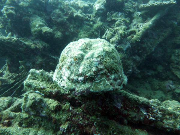Coral covere helmet, Million Dollar Point
