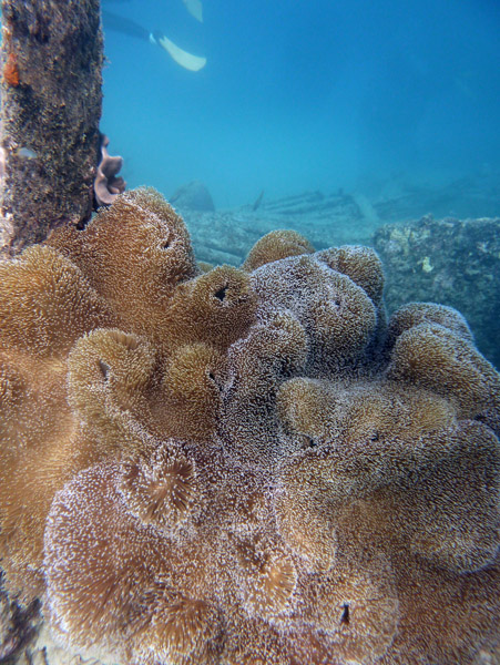 Soft coral, Million Dollar Point