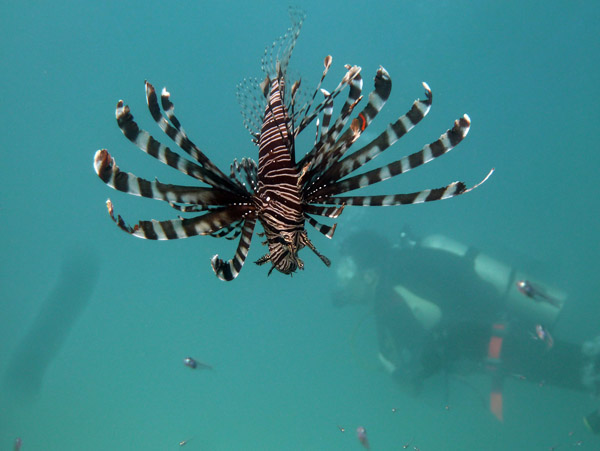 Lionfish with divers, Million Dollar Point