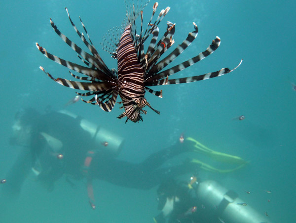 Lionfish with divers, Million Dollar Point