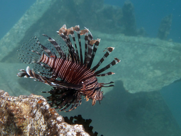 Lionfish at the coastal trader wreck, Million Dollar Point