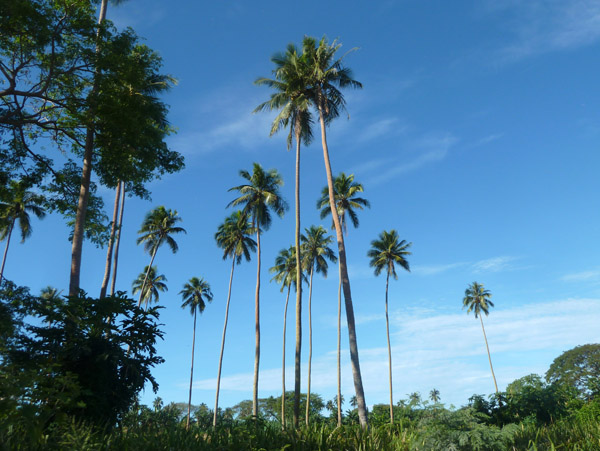 Tall palm trees, Luganville