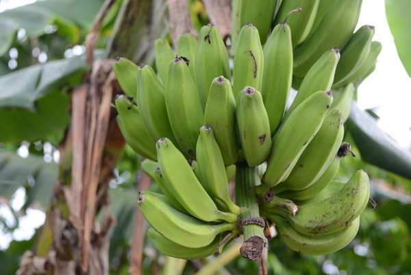 Bananas - Luganville, Vanuatu