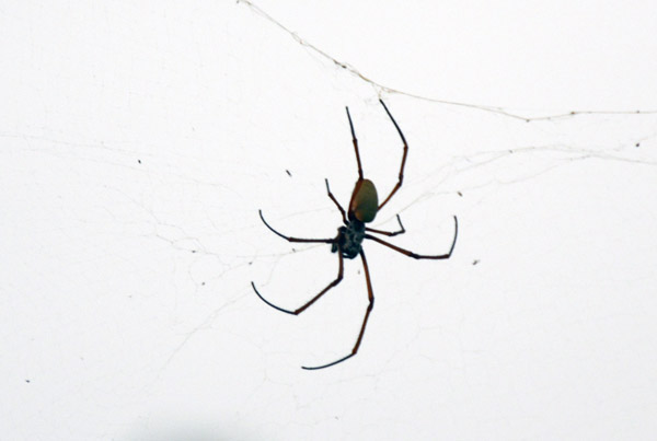 Spider - Vanuatu