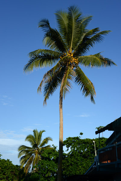 Coconut Palm