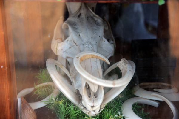 Boar Skull with curved tusks, Vanuatu