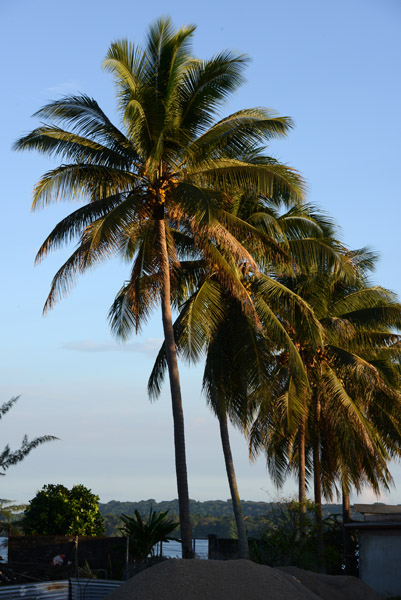 Palm Trees, Vanuatu