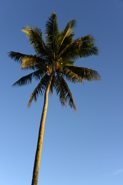Palm Tree, Luganville