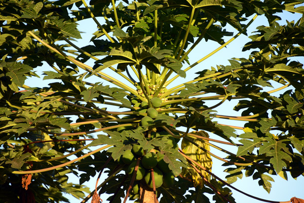 Mango tree, Luganville