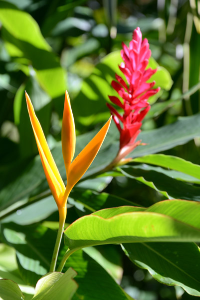 Tropical flowers, Luganville